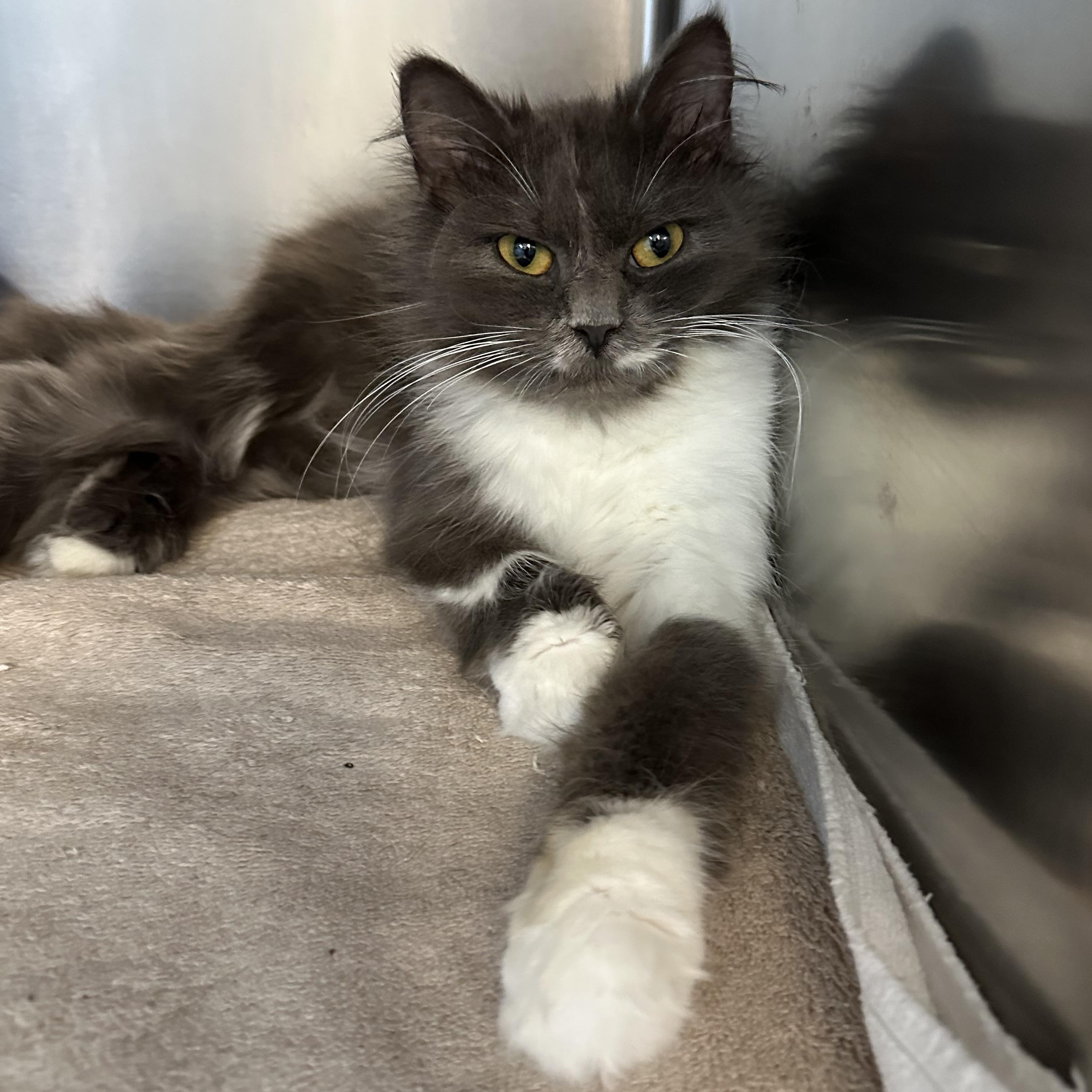 Georgia, Adoptable, Young Female Domestic Medium Hair.