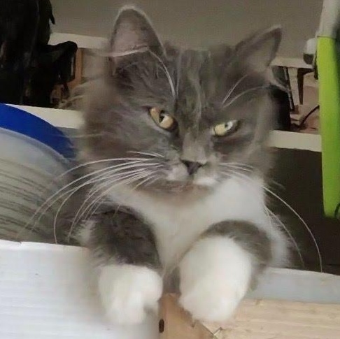 Georgia, a Adoptable Domestic Medium Hair in Clifton, NJ image 3/4