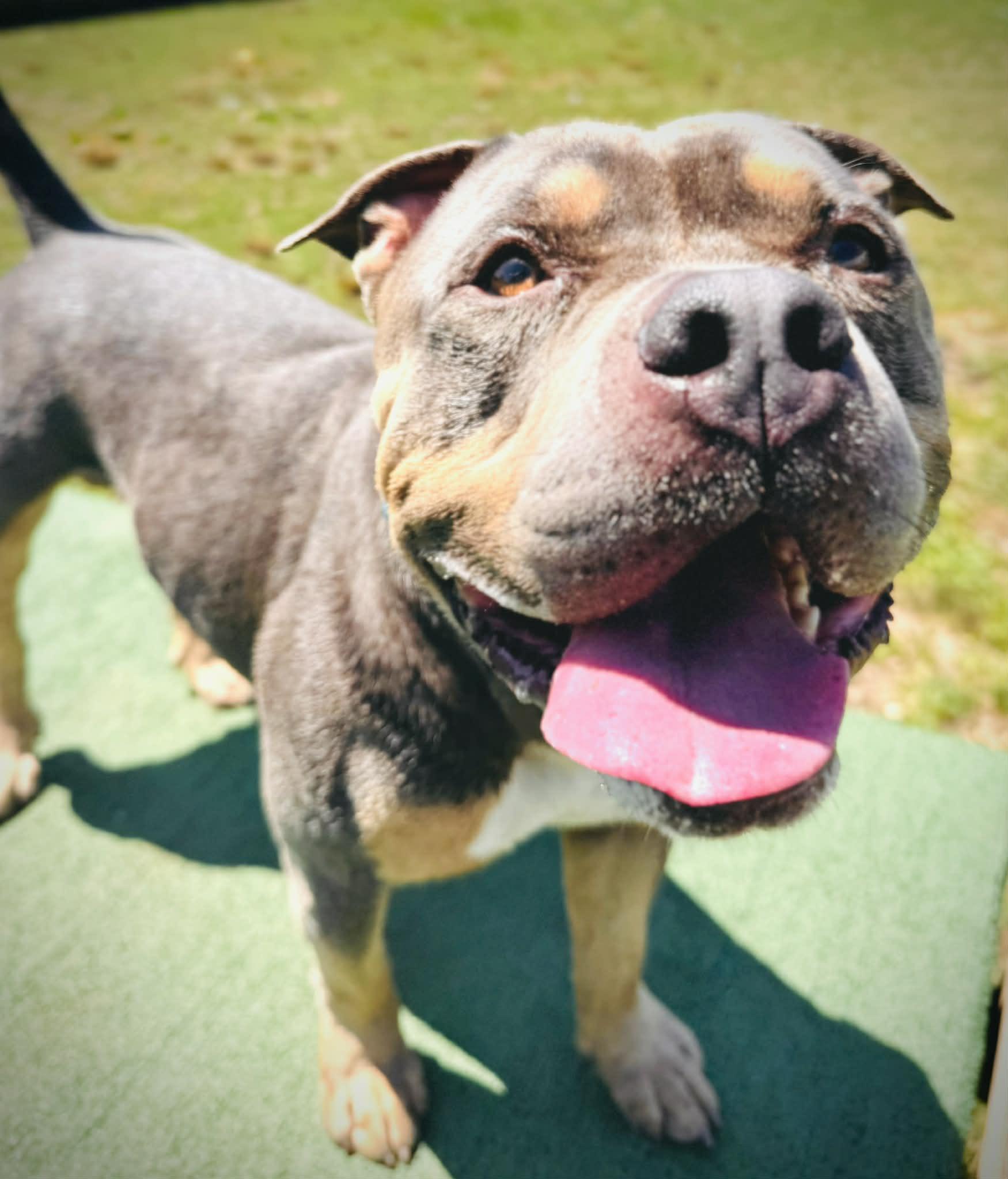 Enlarge 26-253 Porter, a Adoptable mixed breed in Amityville, NY image 3/4