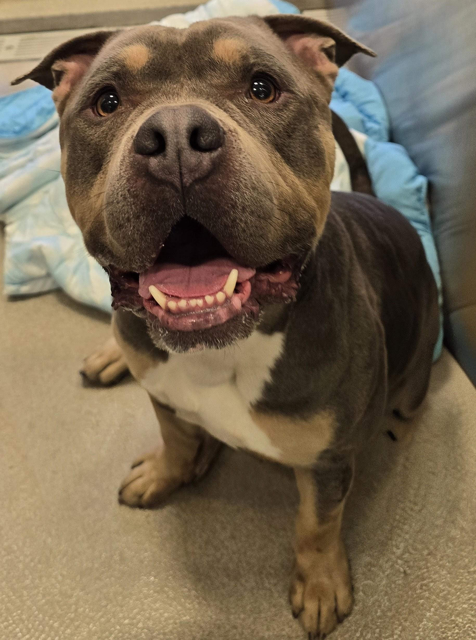 Enlarge 26-253 Porter, a Adoptable mixed breed in Amityville, NY image 4/4