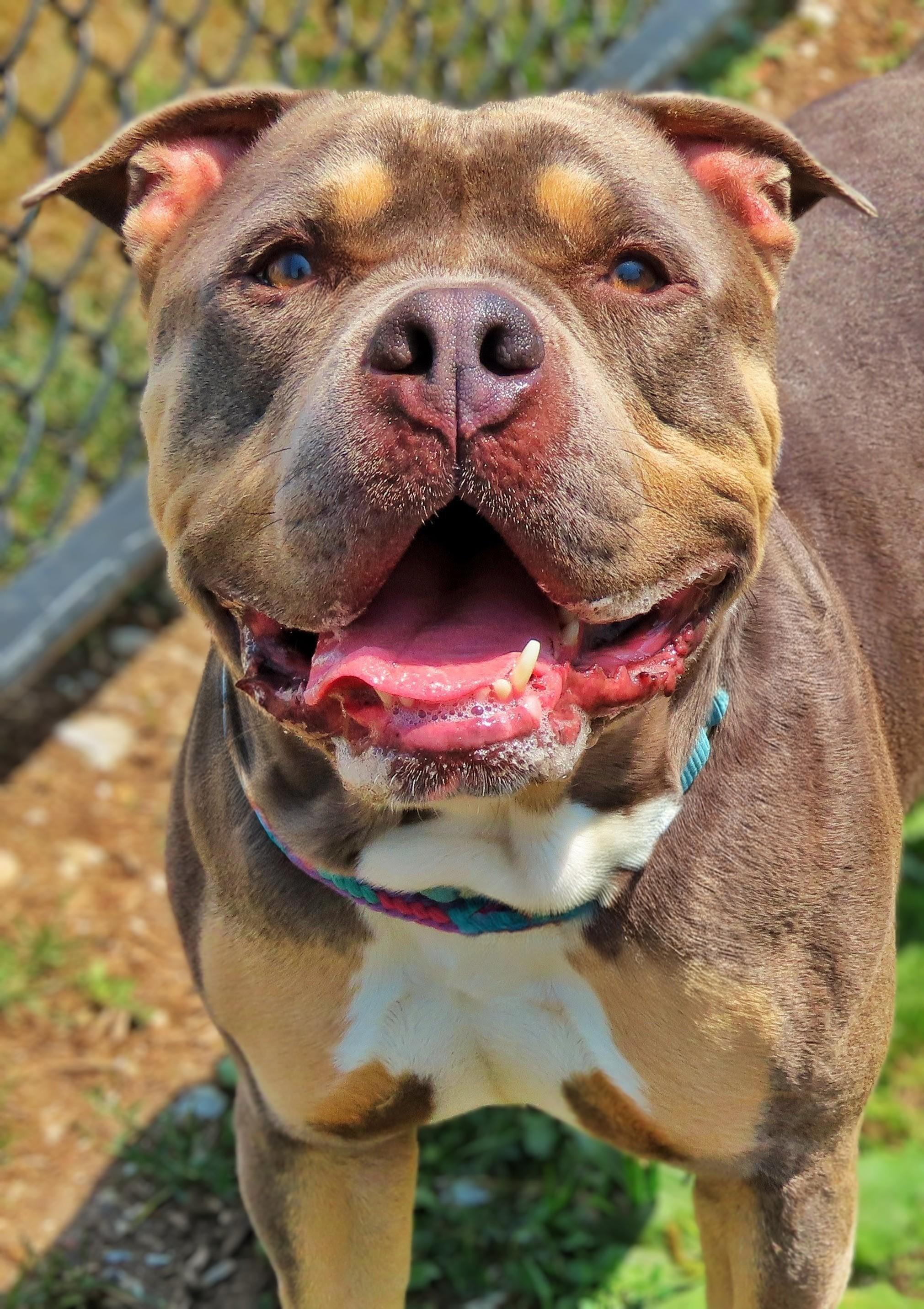 26-253 Porter, Adoptable, Adult Male American Bully & Corgi.