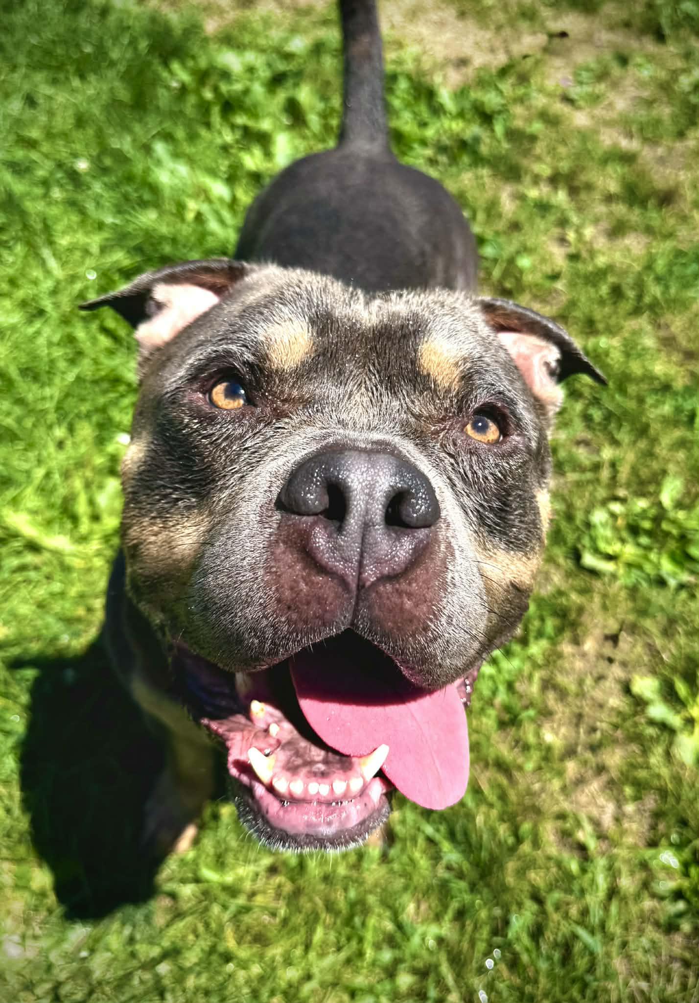 Enlarge 26-253 Porter, a Adoptable mixed breed in Amityville, NY image 2/4