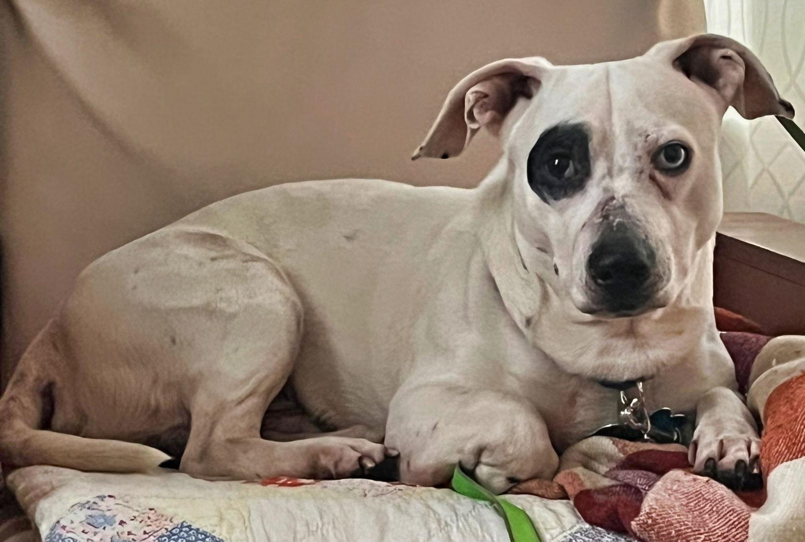 Enlarge Walter, a Adoptable mixed breed in Minneapolis, MN image 1/3