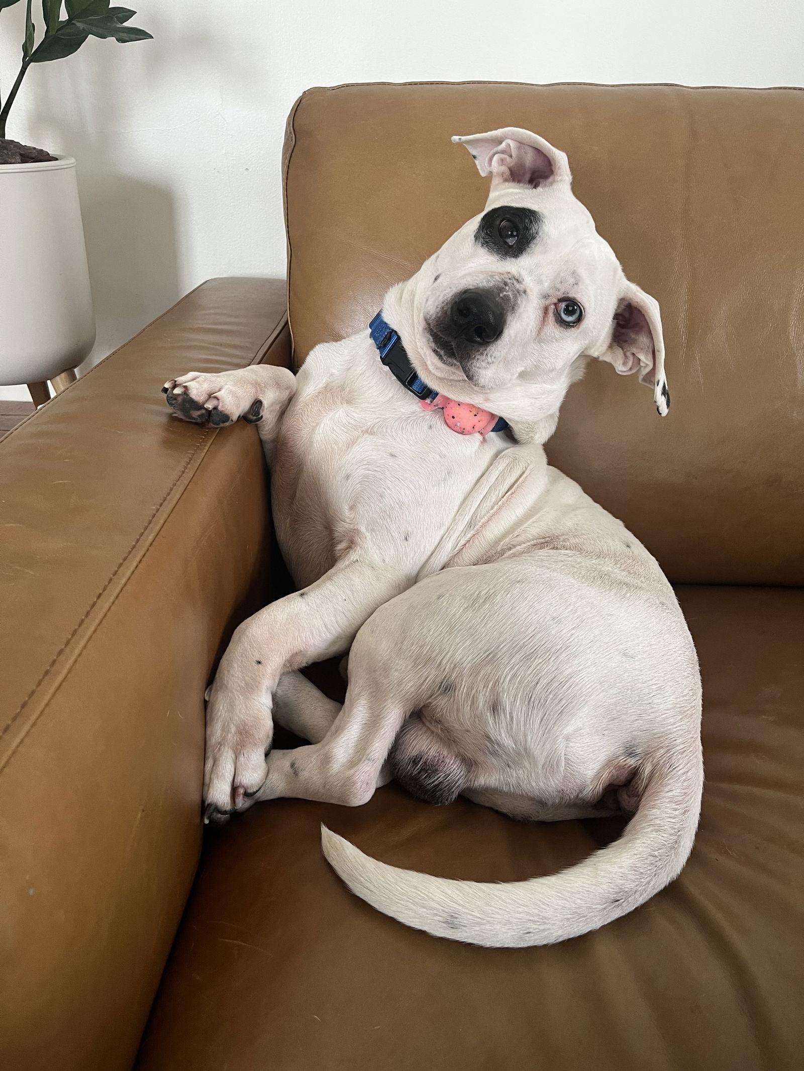 Enlarge Walter, a Adoptable mixed breed in Minneapolis, MN image 3/3