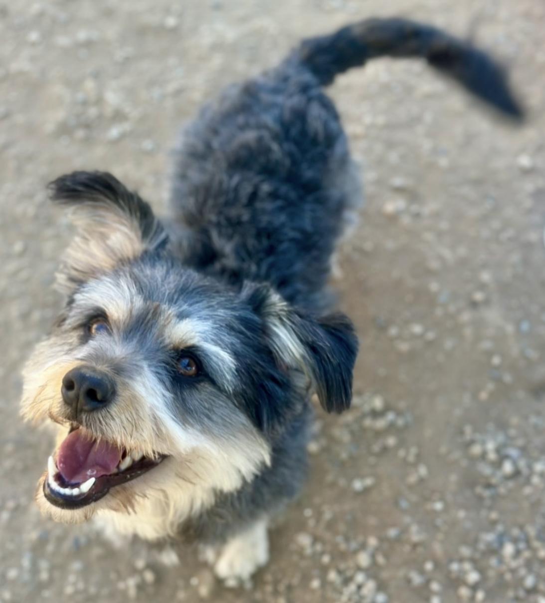Marvin, Adopted, Young Male Schnauzer & Terrier.