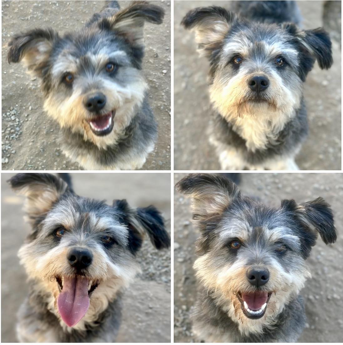 Marvin, Adopted, Young Male Schnauzer & Terrier.