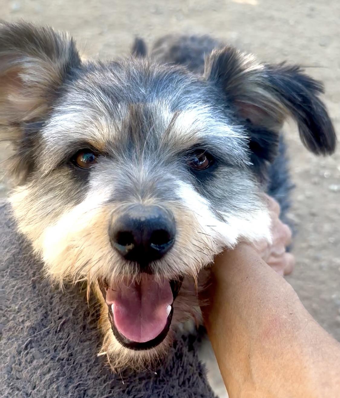 Marvin, a Adopted mixed breed in Manhattan Beach, CA image 6/6