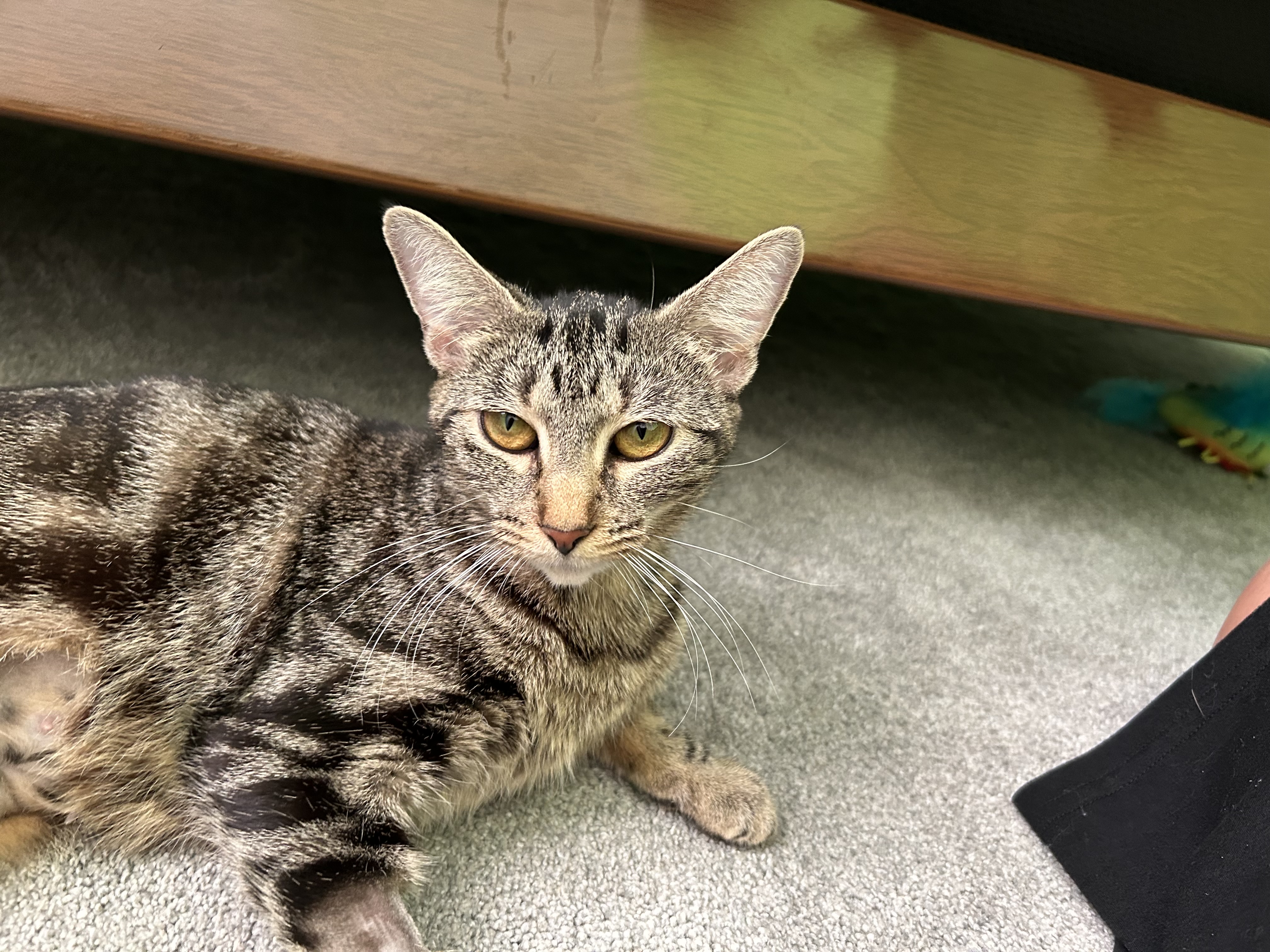 Emma, Adopted, Young Female Domestic Short Hair.