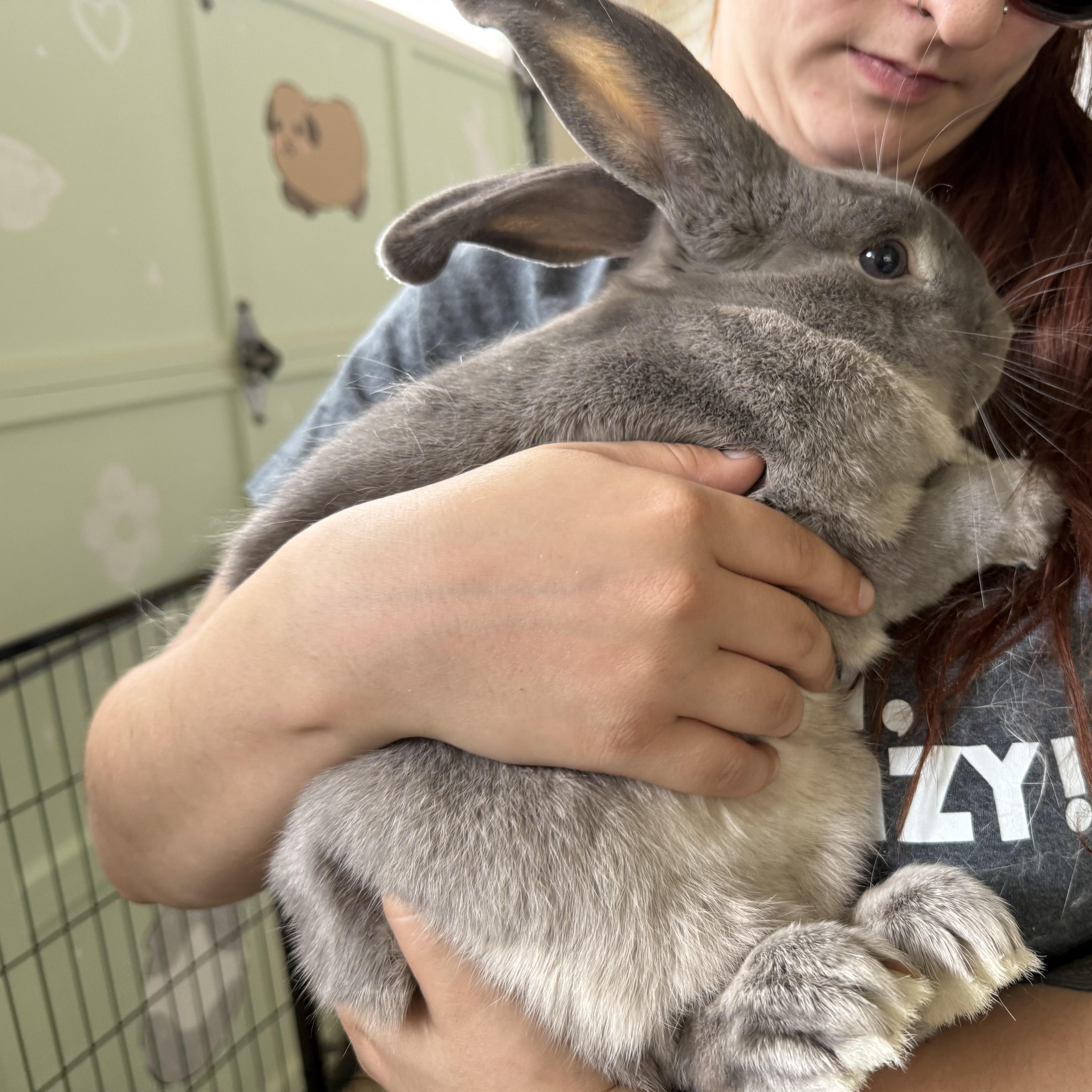 Smokey , a ADOPTABLE mixed breed in Frederick, MD image 4/5