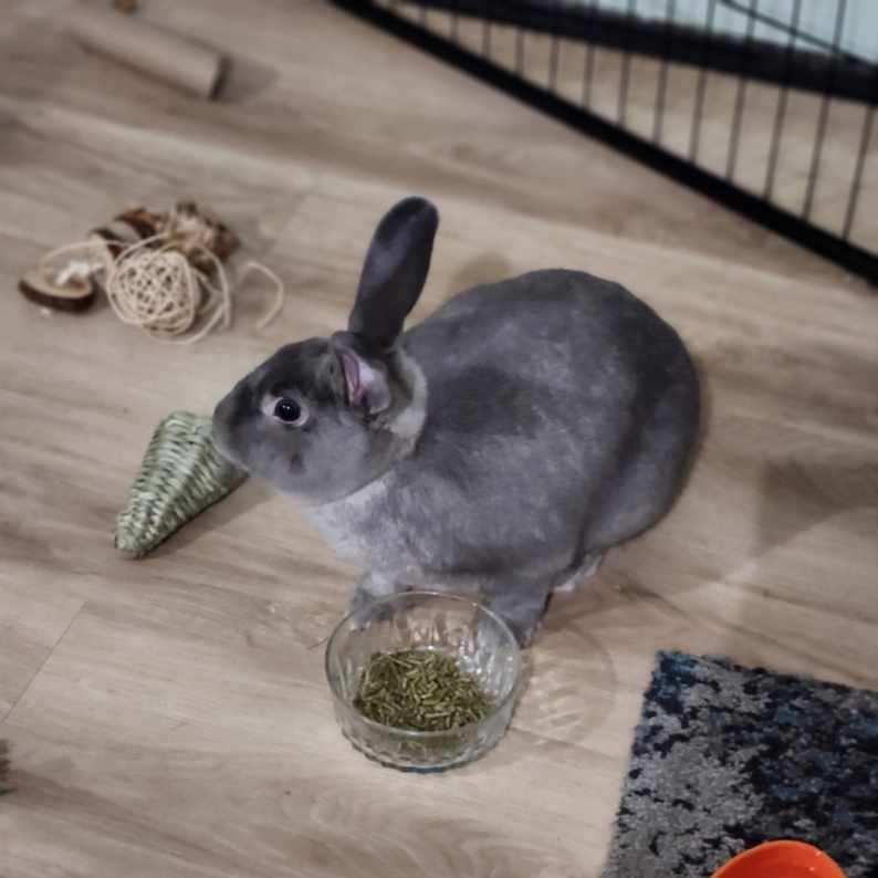 Enlarge Smokey , a ADOPTABLE mixed breed in Frederick, MD image 3/4