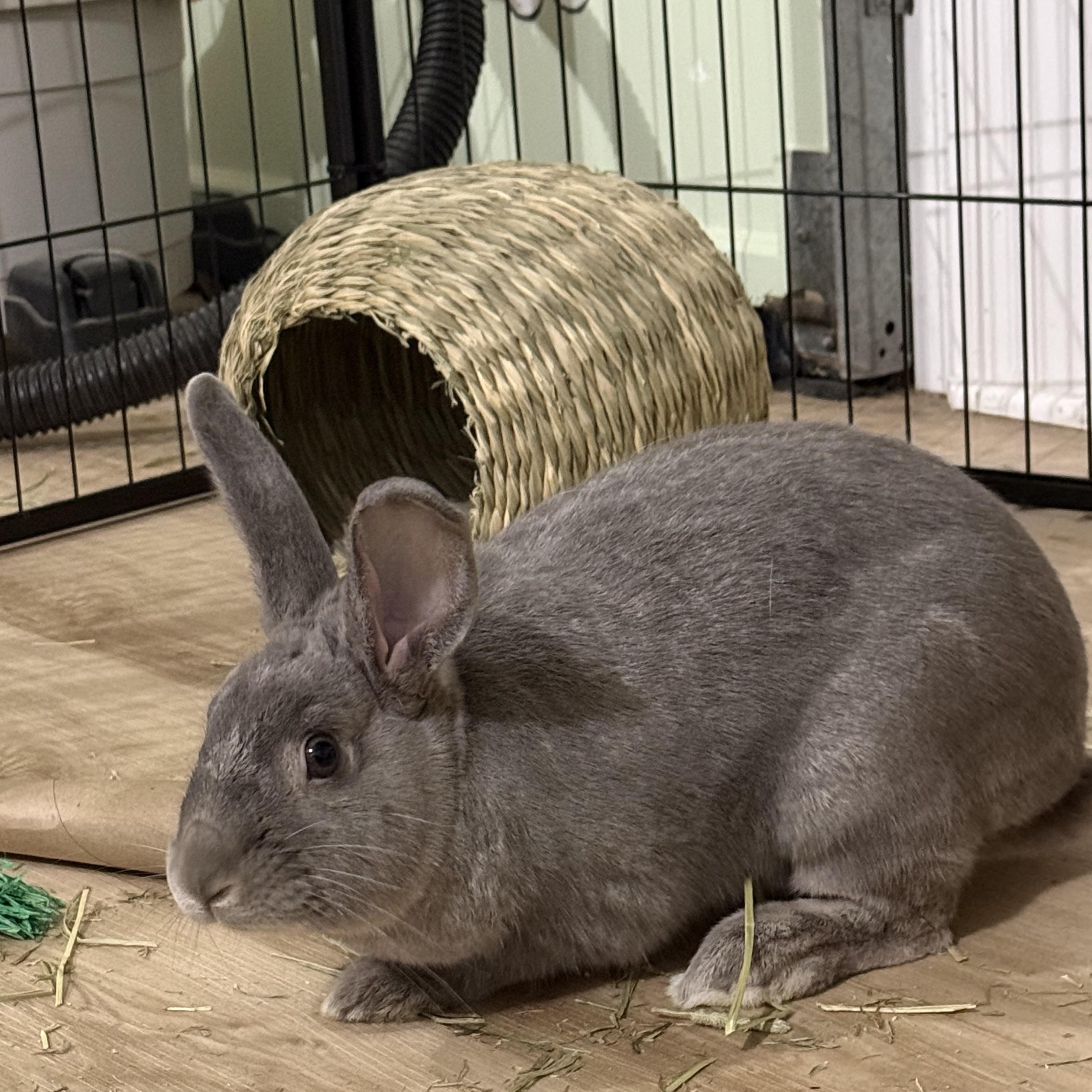 Enlarge Smokey , a ADOPTABLE mixed breed in Frederick, MD image 2/4