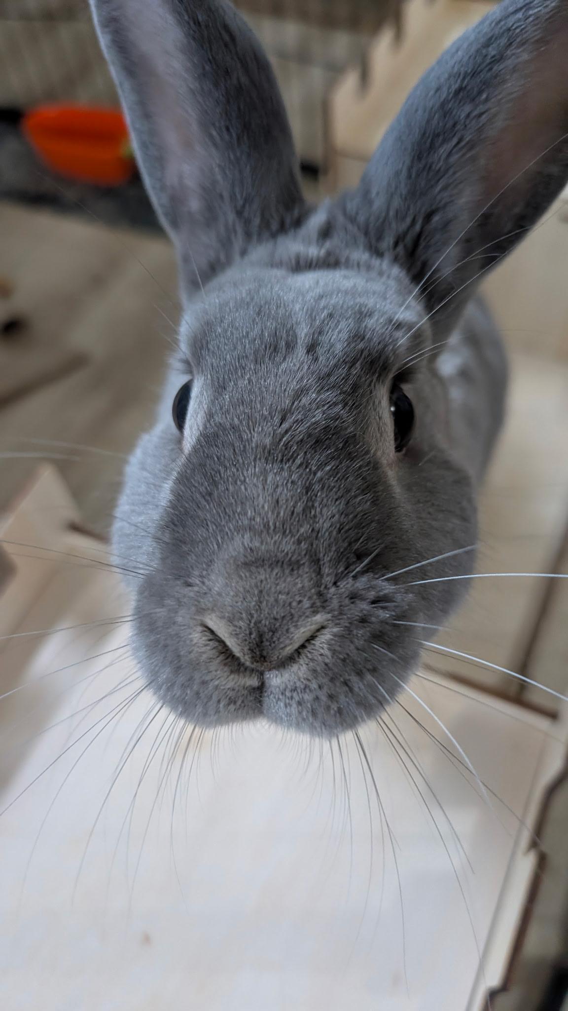 Smokey , ADOPTABLE, Adult Male American.