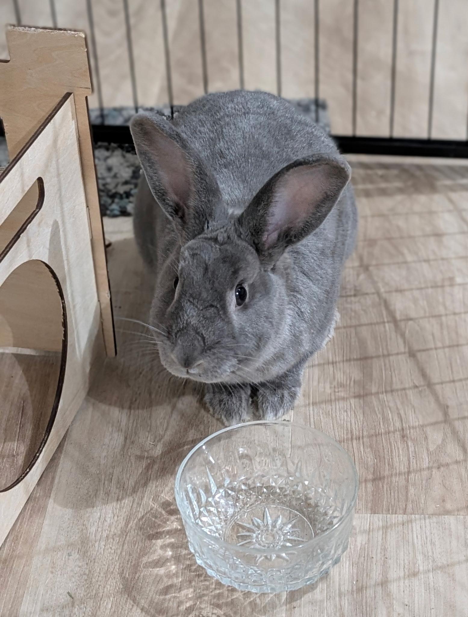 Smokey , ADOPTABLE, Adult Male American.