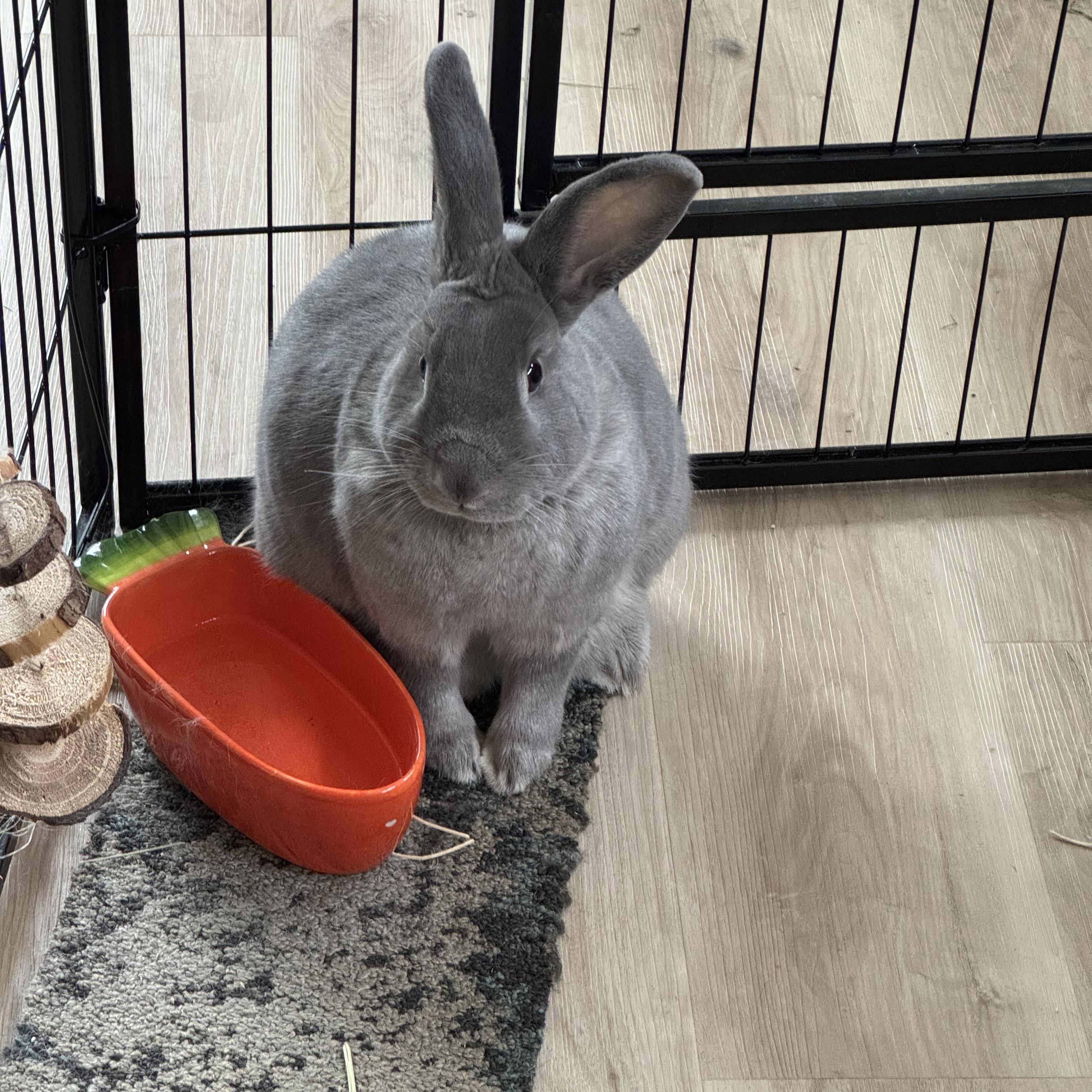 Smokey , Adoptable, Adult Male American.