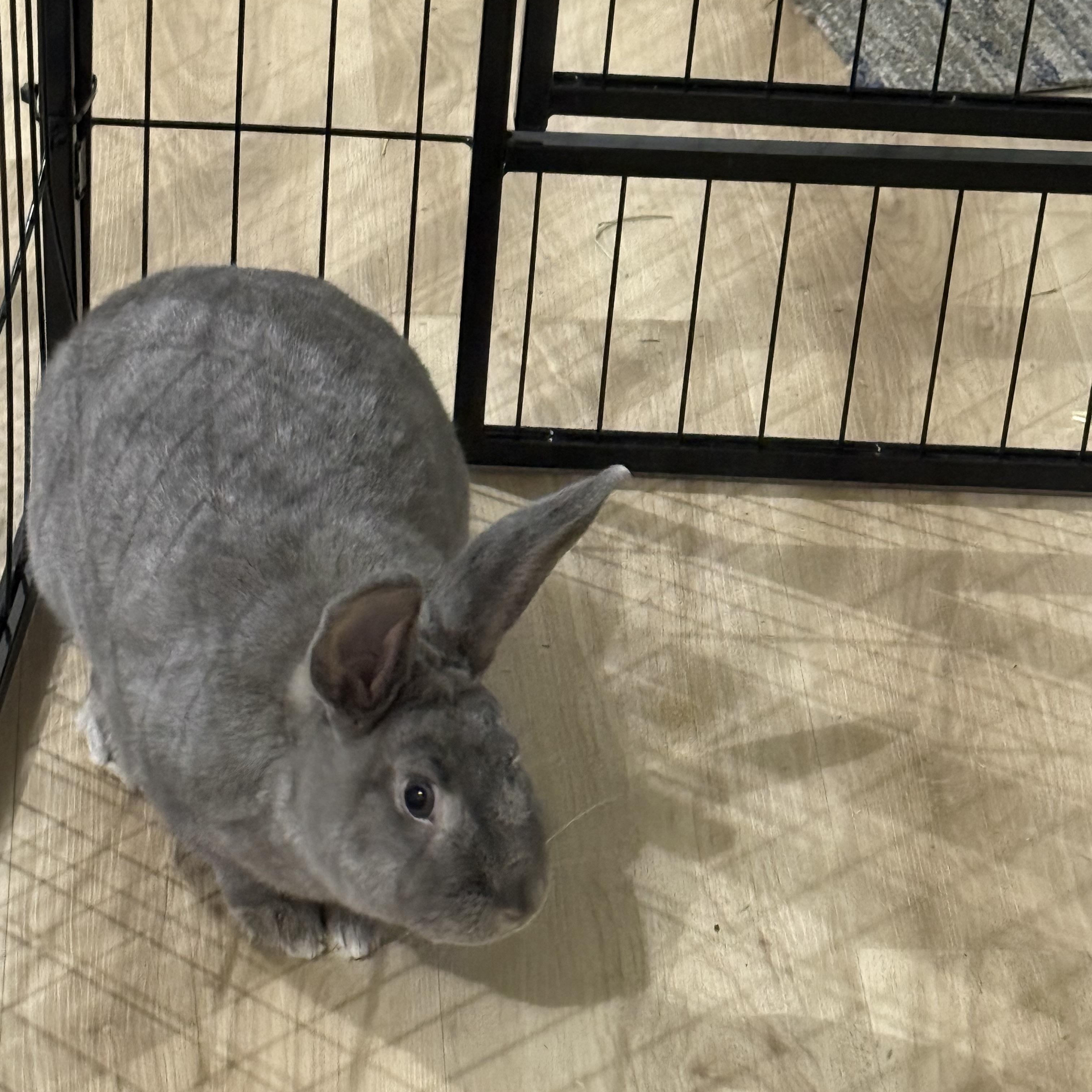 Enlarge Smokey , a ADOPTABLE mixed breed in Frederick, MD image 4/4