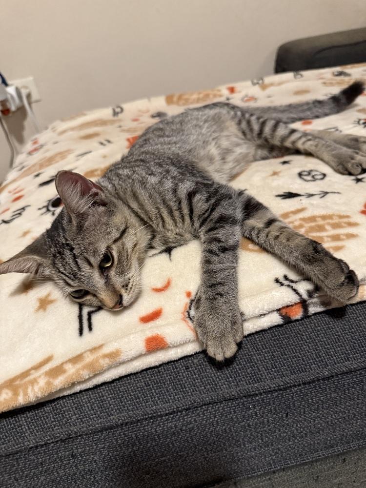 Grey, Adoptable, Kitten Male Domestic Short Hair & Tabby.