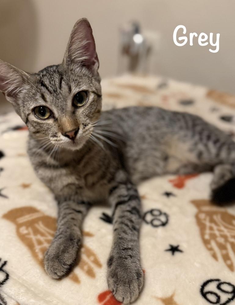 Grey, a Adoptable mixed breed in Naranjito, PR image 2/3