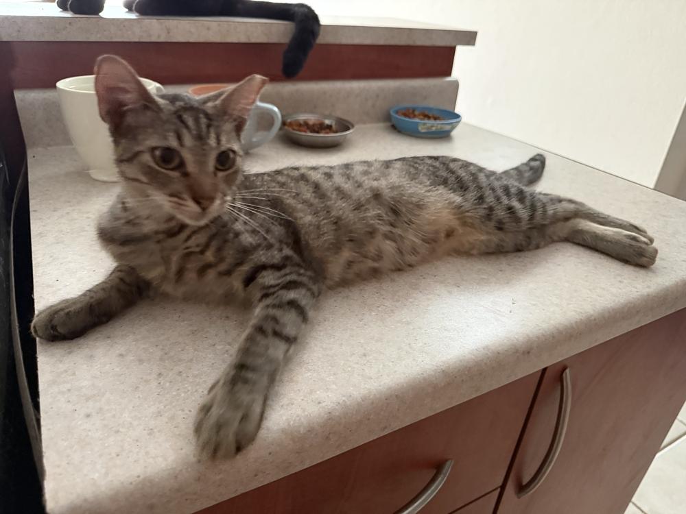 Grey, a Adoptable mixed breed in Naranjito, PR image 3/3