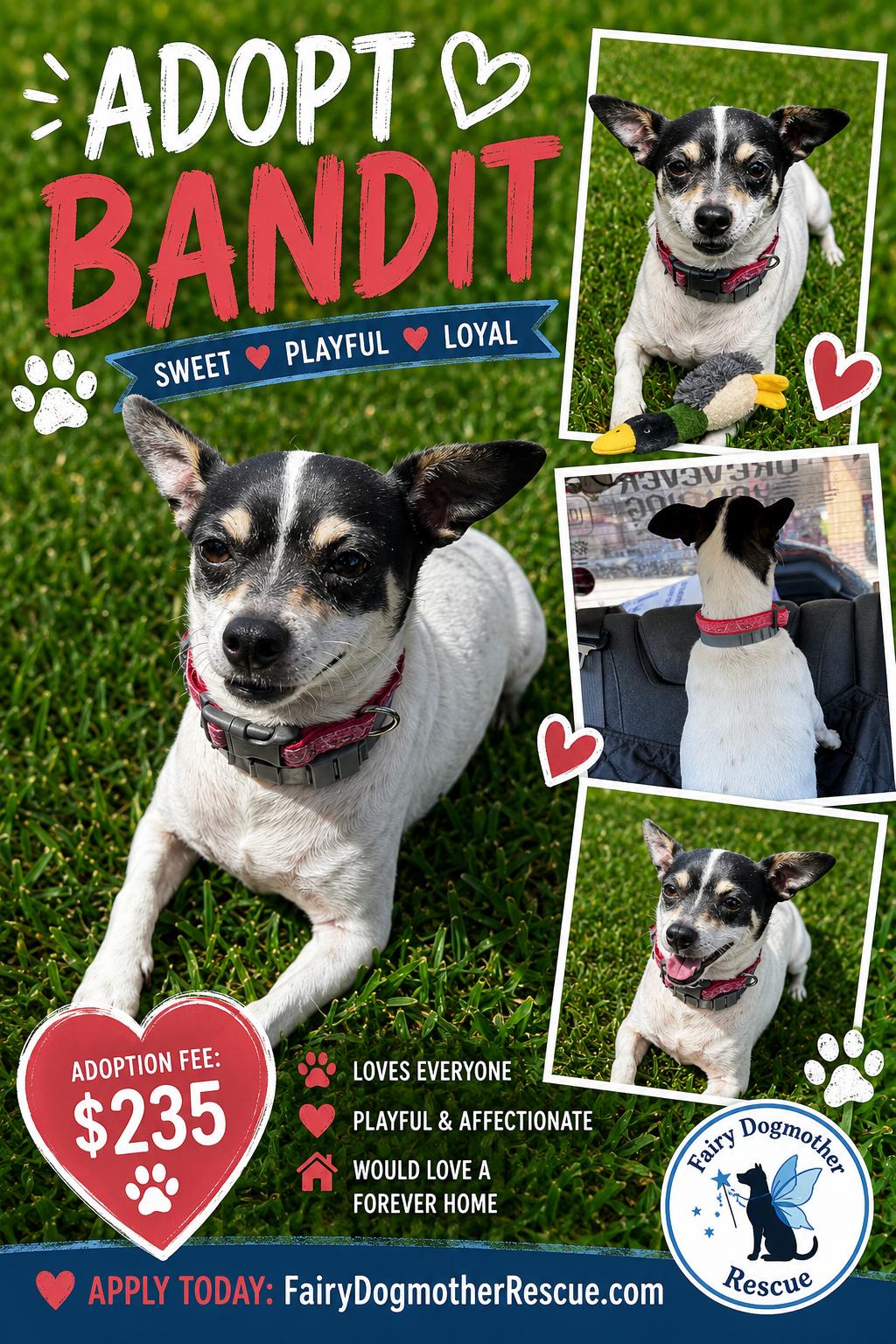 Bandit, adopted, Adult Male Chihuahua.