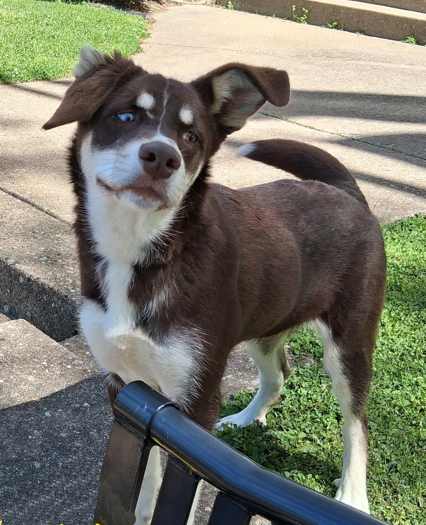 Layla, Adopted, Puppy Female Australian Shepherd & Husky.