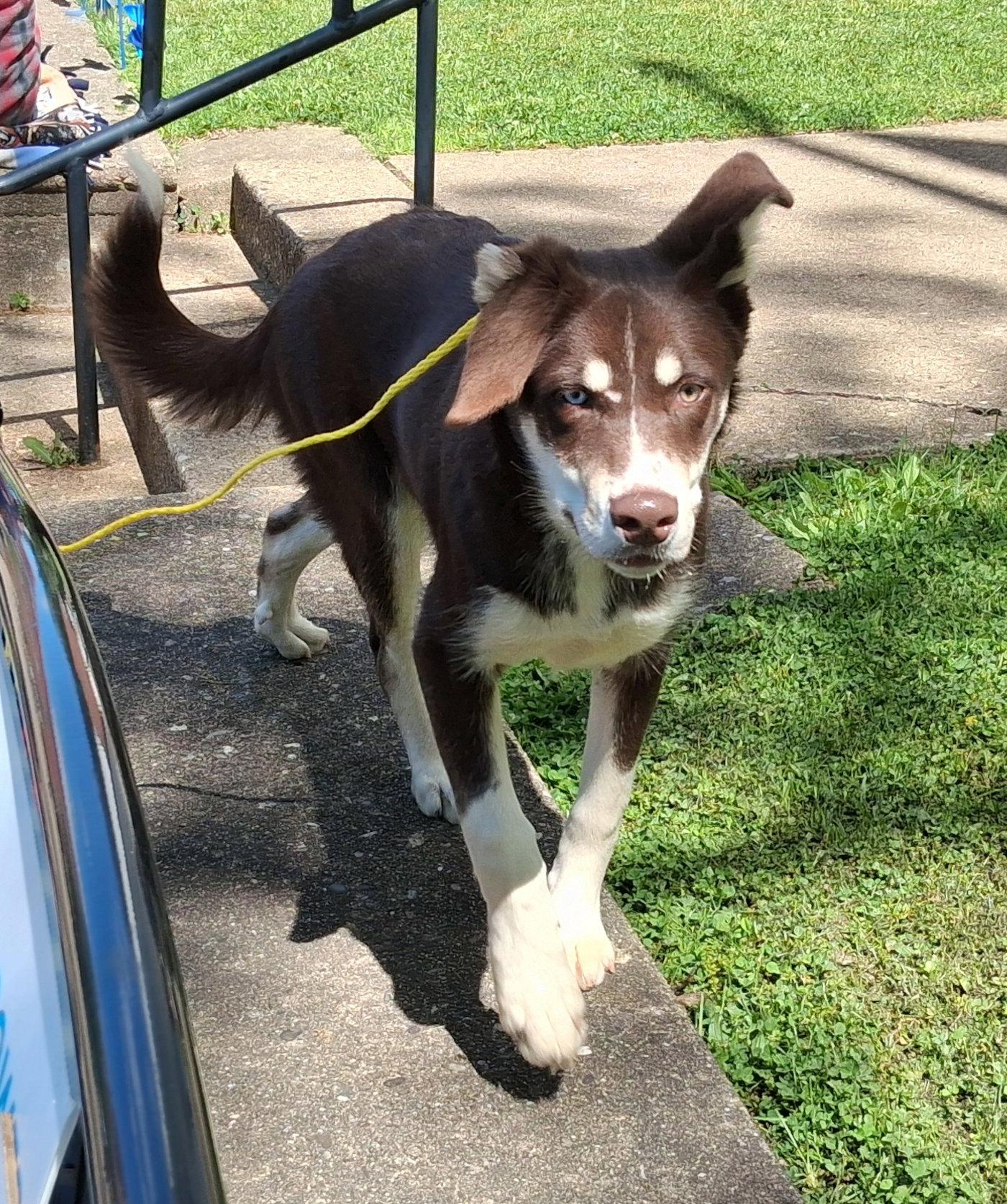 Layla, a Adopted mixed breed in Mcconnelsville, OH image 2/3