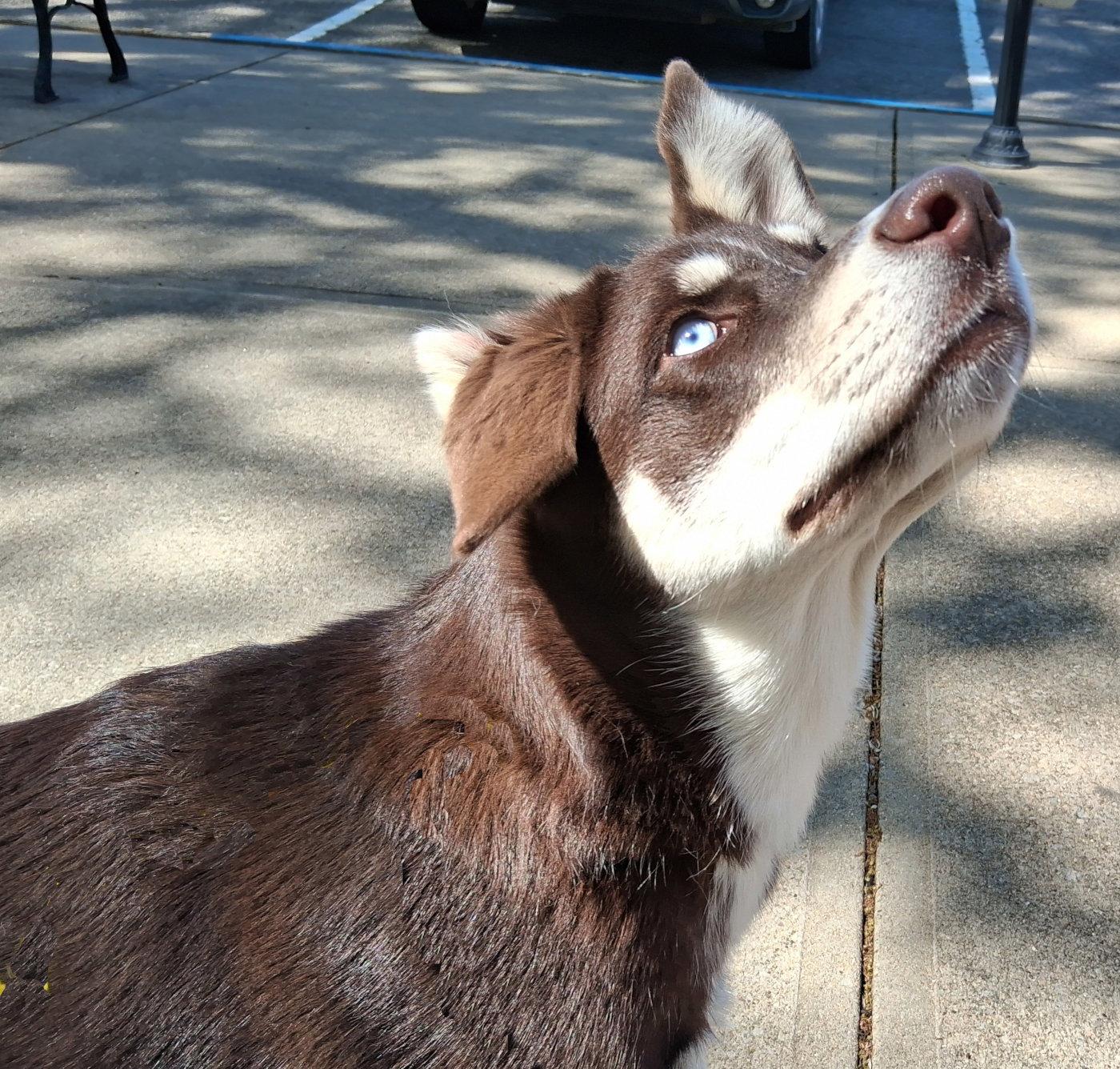 Layla, a Adopted mixed breed in Mcconnelsville, OH image 3/3