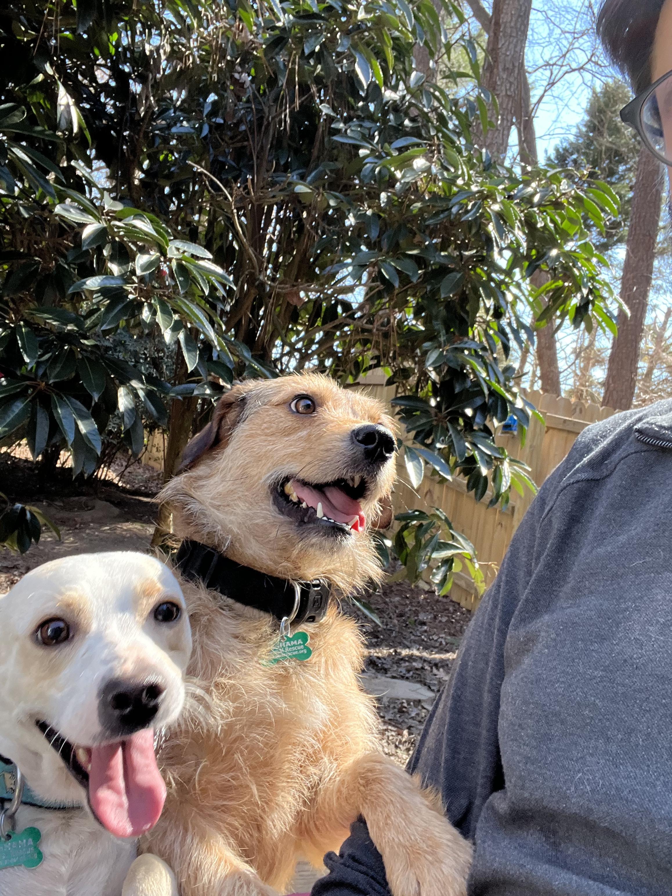 Benji and Miles, Adopted, Adult Male Border Terrier.