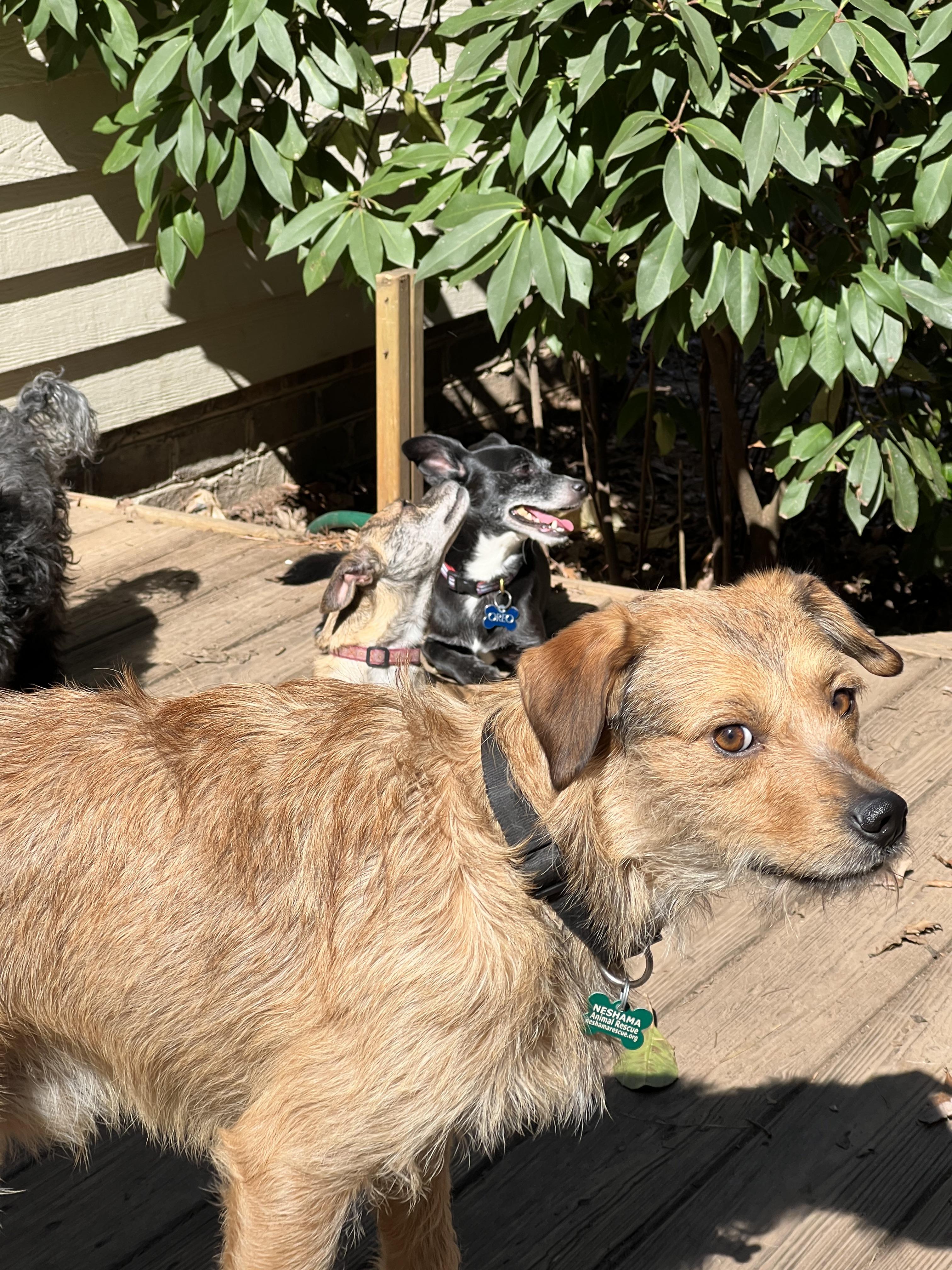 Enlarge Benji and Miles, a Adopted mixed breed in Raleigh, NC image 2/6