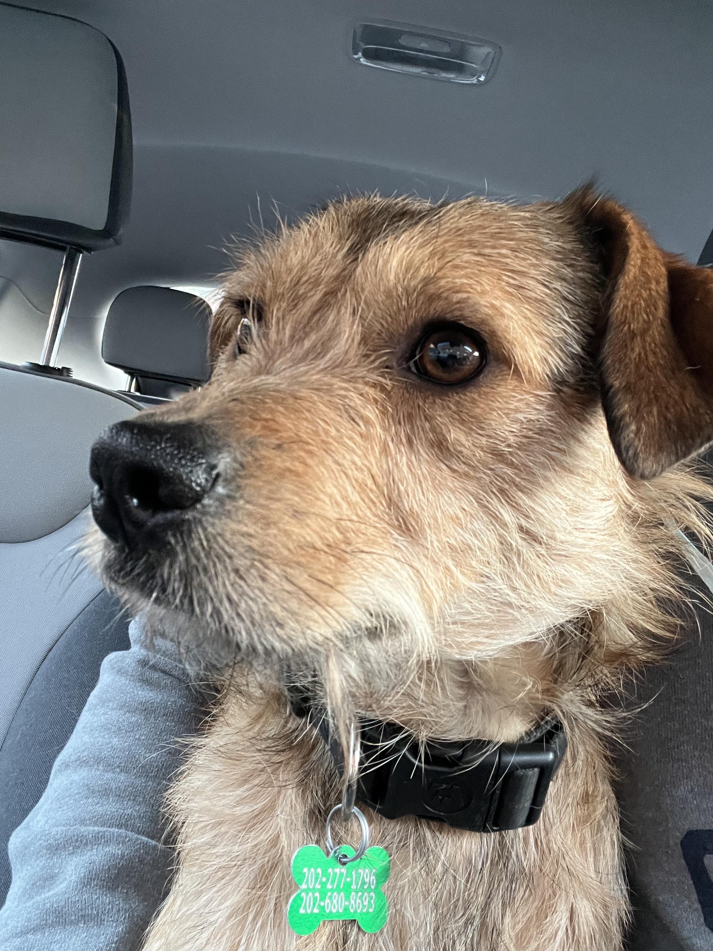 Enlarge Benji and Miles, a Adopted mixed breed in Raleigh, NC image 5/6