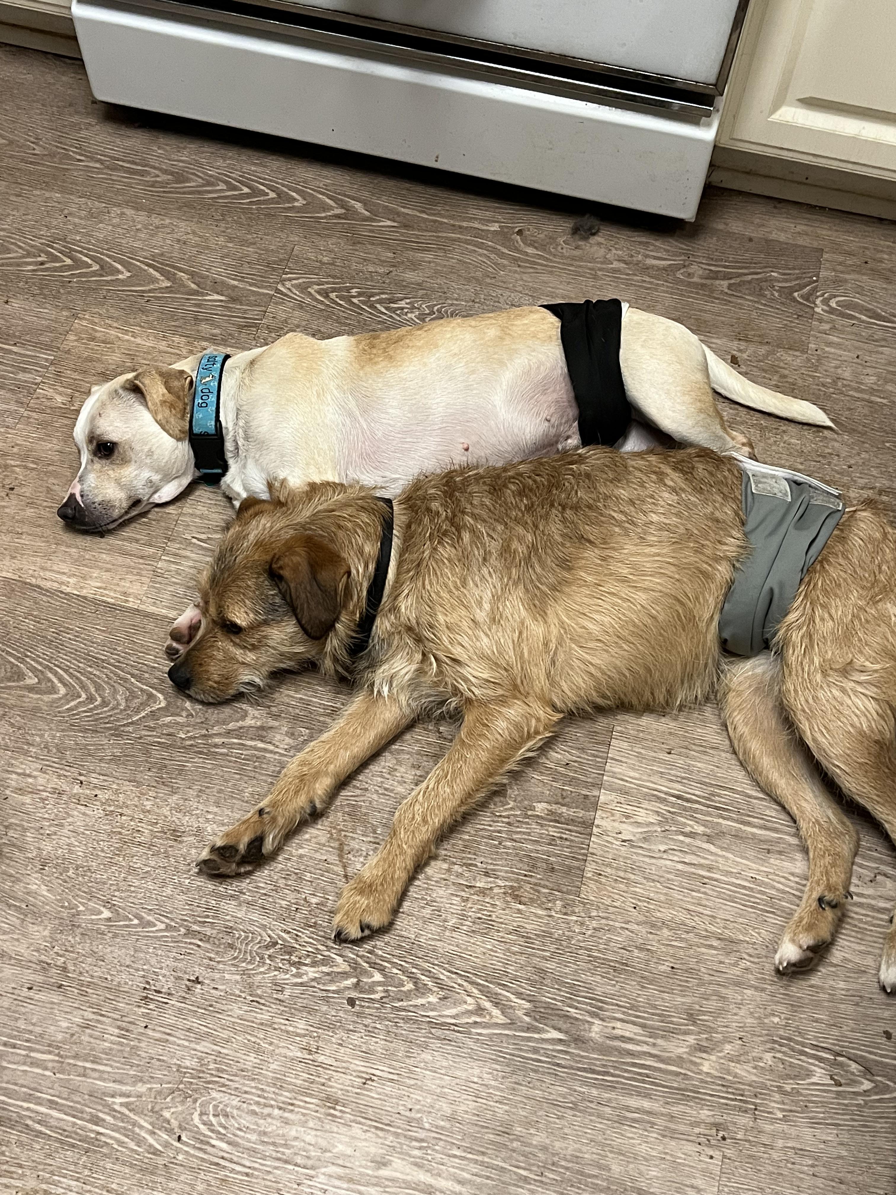 Benji and Miles, Adopted, Adult Male Border Terrier.