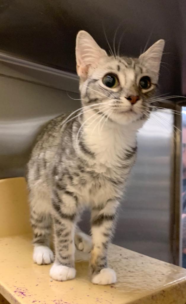 Trista, Adoptable, Young Female Domestic Short Hair.