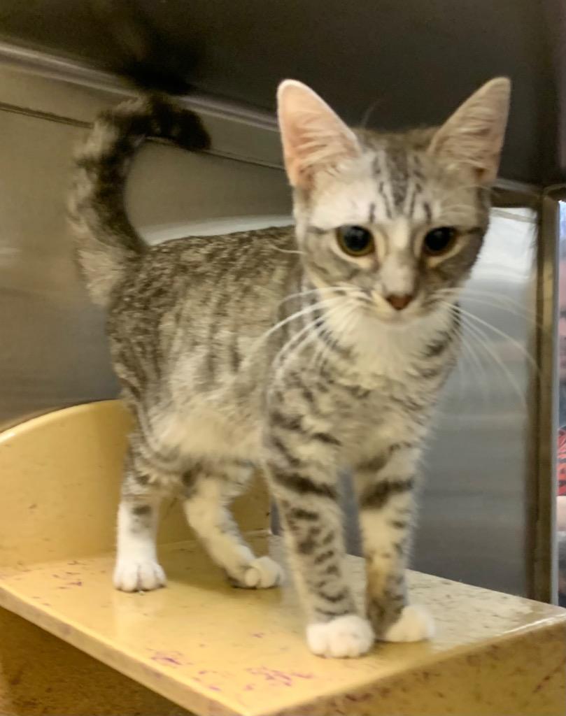 Trista, Adoptable, Young Female Domestic Short Hair.