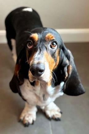 DUKE C, Adopted, Young Male Basset Hound.