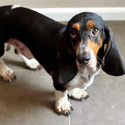Enlarge DUKE C, a Adopted Basset Hound in Mays Landing, NJ image 2/3
