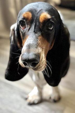 Enlarge DUKE C, a Adopted Basset Hound in Mays Landing, NJ image 3/3