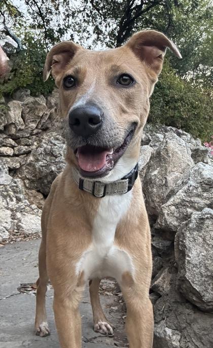 Chestnut — thumbnail 2