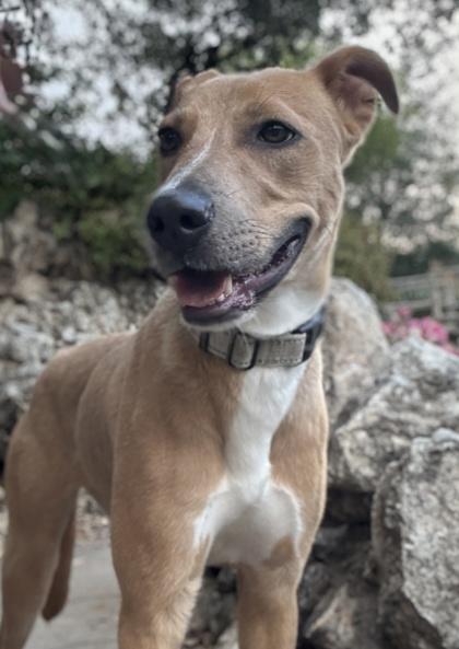 Chestnut — thumbnail 3