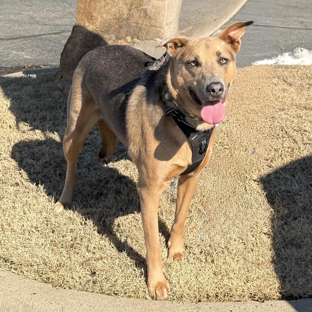 Enlarge Cleo, a Adoptable mixed breed in Little Rock, AR image 1/6