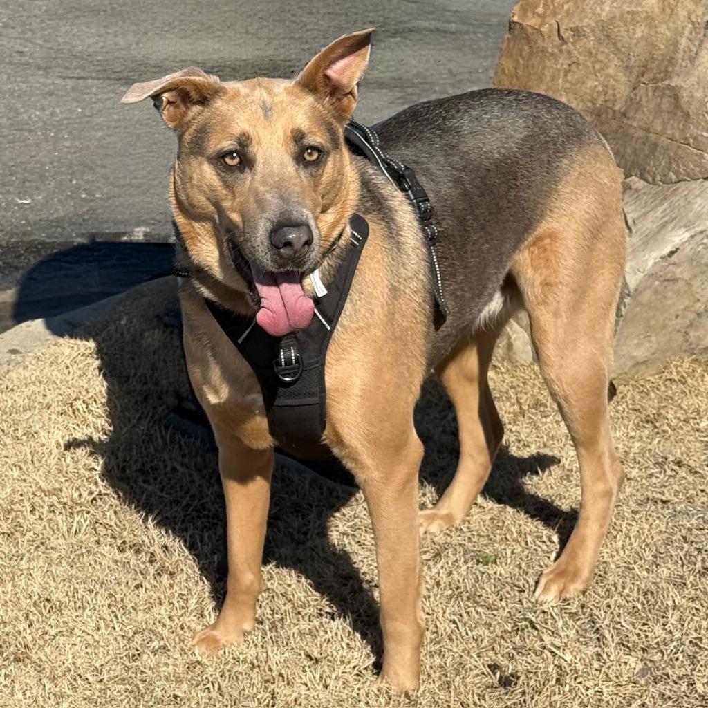 Enlarge Cleo, a Adoptable mixed breed in Little Rock, AR image 3/6