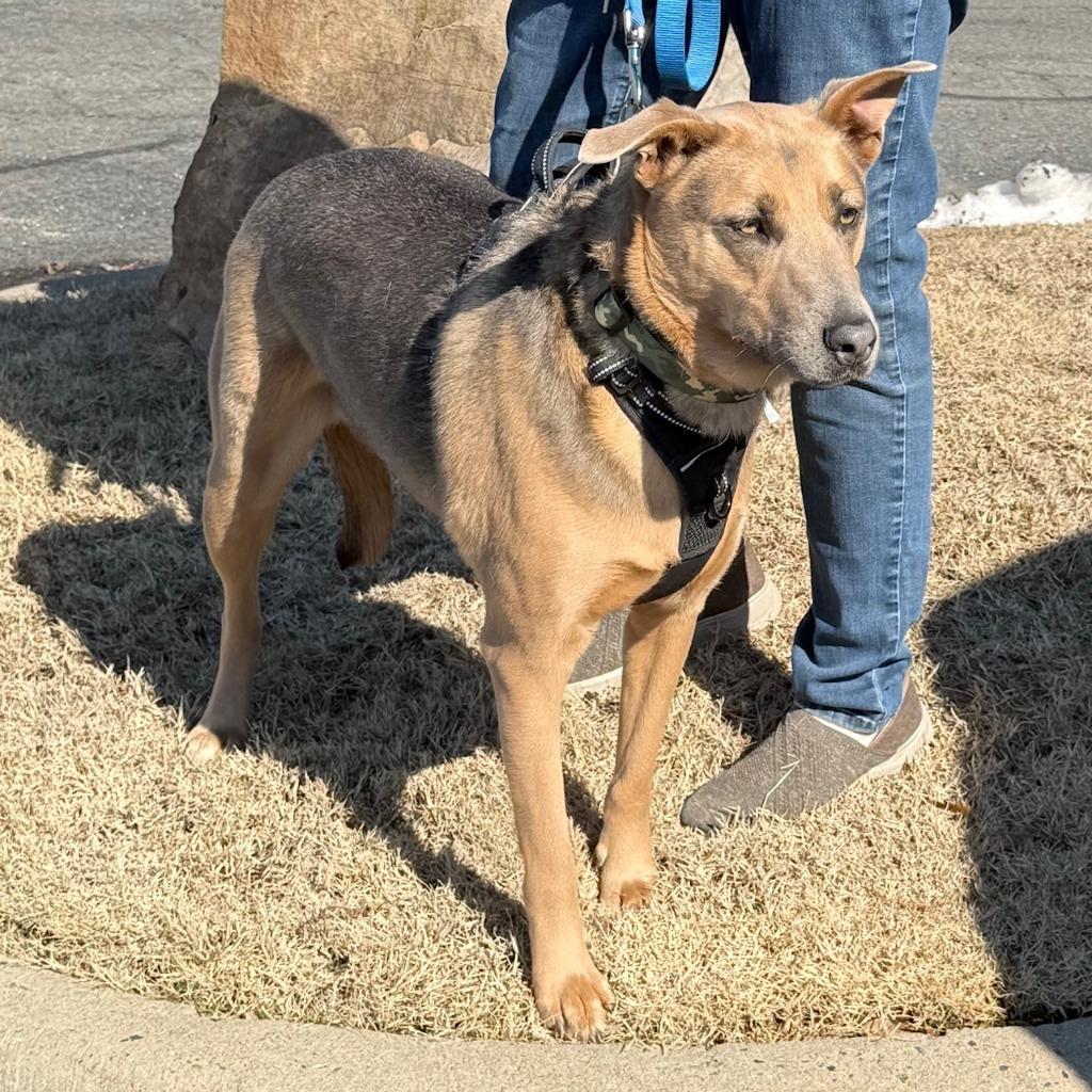 Enlarge Cleo, a Adoptable mixed breed in Little Rock, AR image 5/6