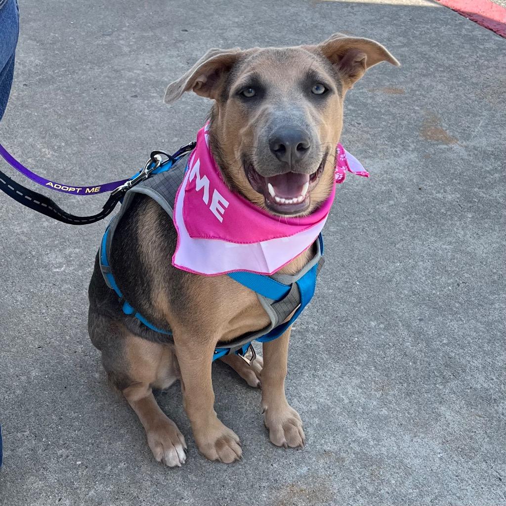 Cleo, a Adoptable mixed breed in Little Rock, AR image 3/6
