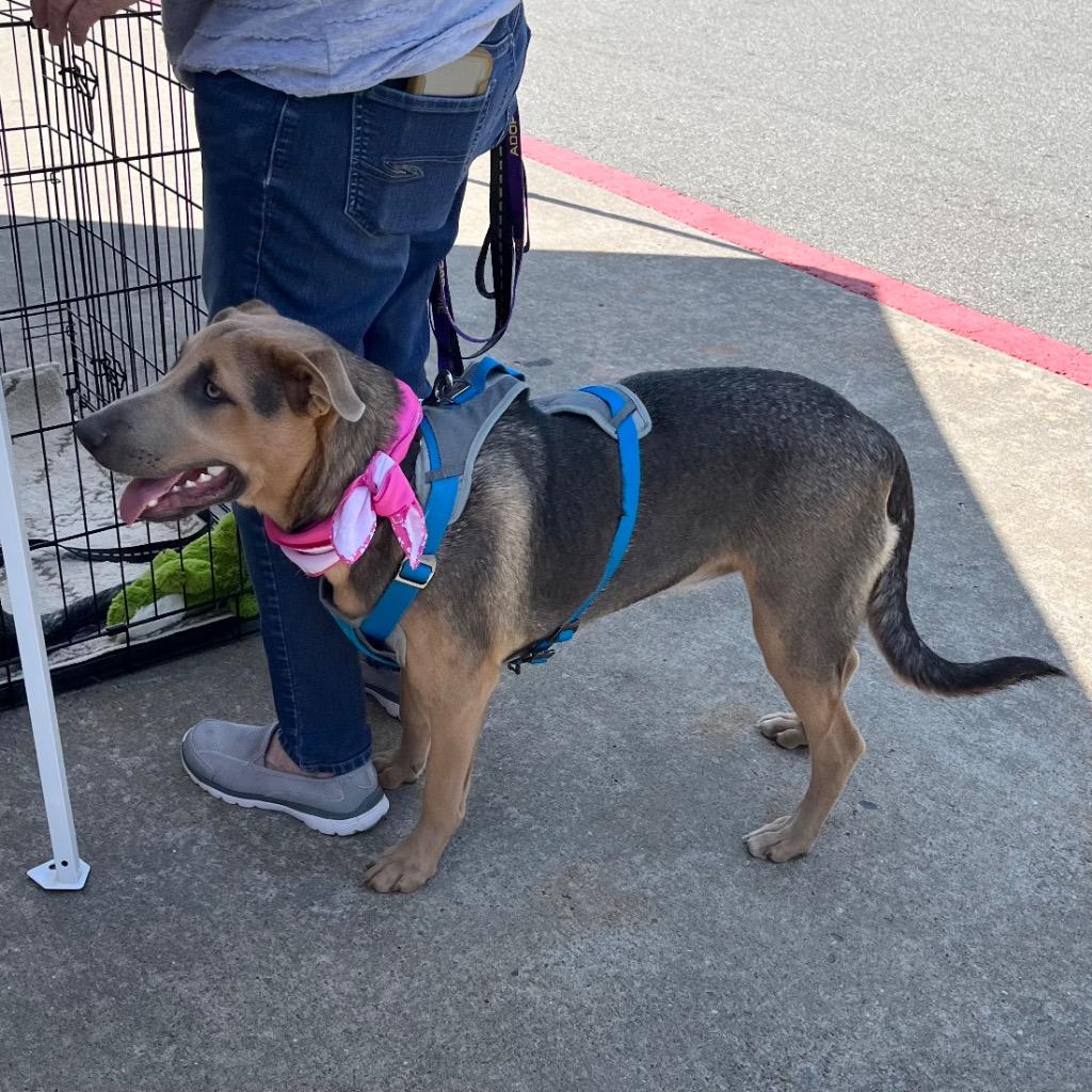 Cleo, a Adoptable mixed breed in Little Rock, AR image 5/6