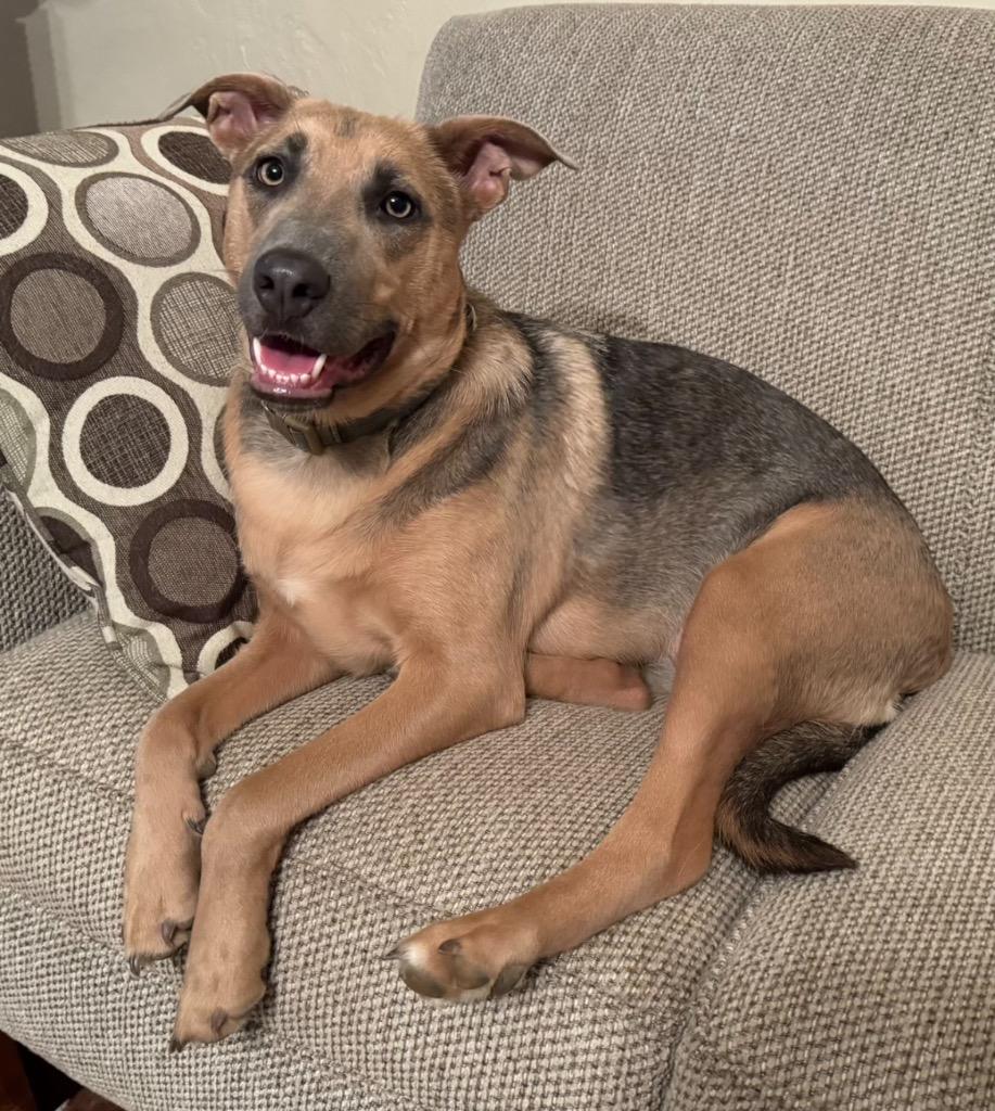 Cleo, a Adoptable mixed breed in Little Rock, AR image 6/6