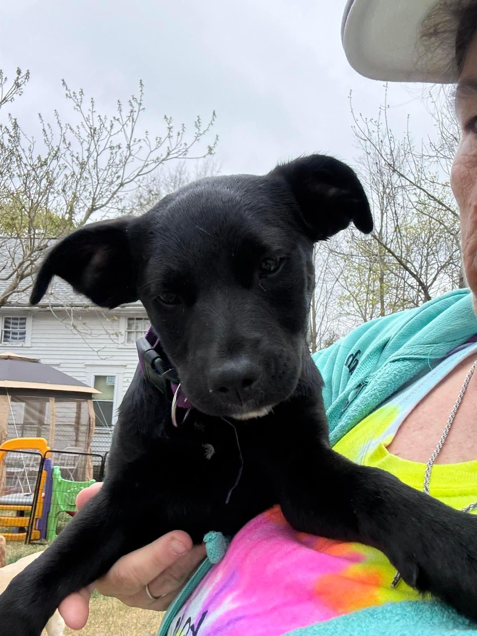 Enlarge Scarlet*, an adopted mixed breed in West Warwick, RI image 2/5