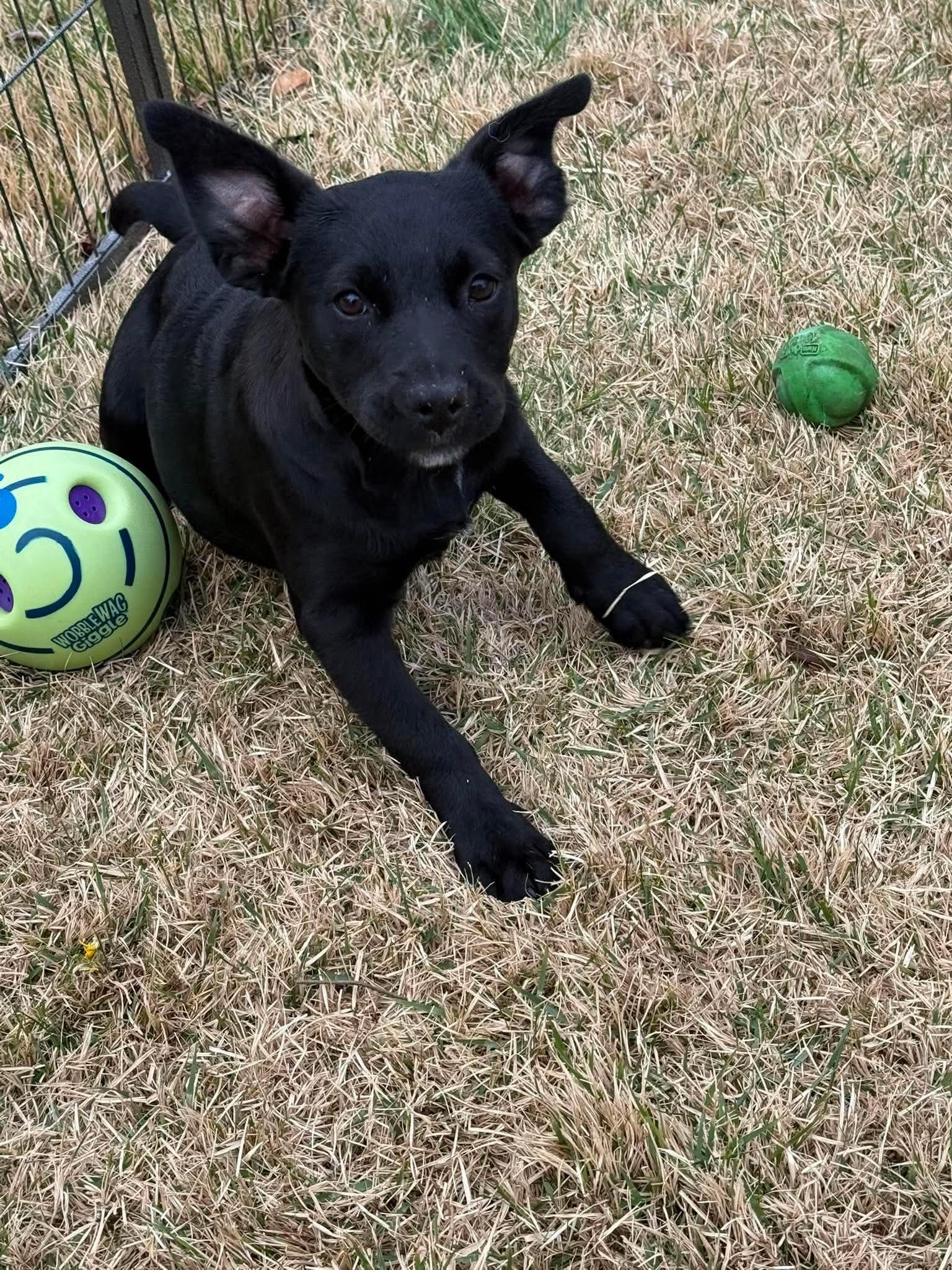 Enlarge Scarlet*, an adopted mixed breed in West Warwick, RI image 5/5