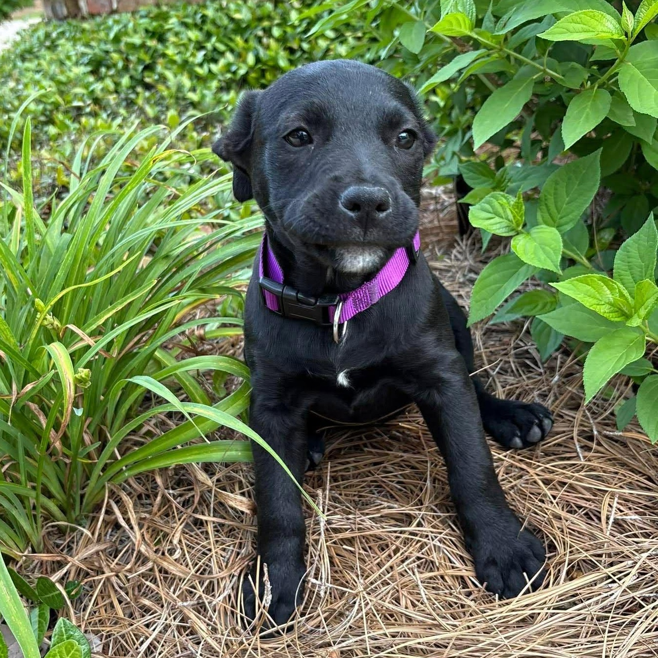 Scarlet*, ADOPTABLE, Puppy Female Labrador Retriever.