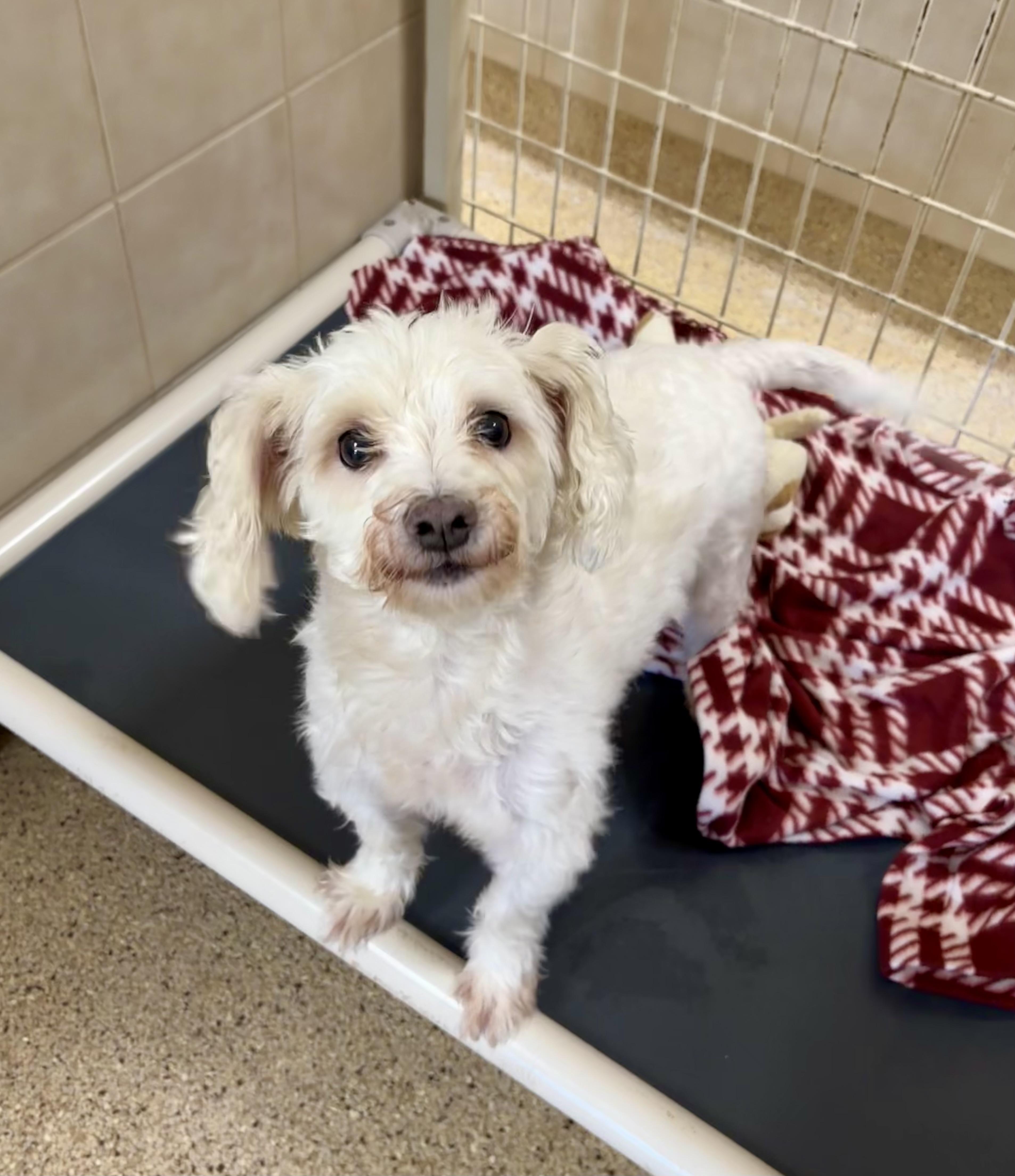 Enlarge William, an adopted mixed breed in Kerrville, TX image 1/1
