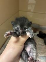 Peridot, an adopted Domestic Short Hair in Blue Springs, MO image 3/3