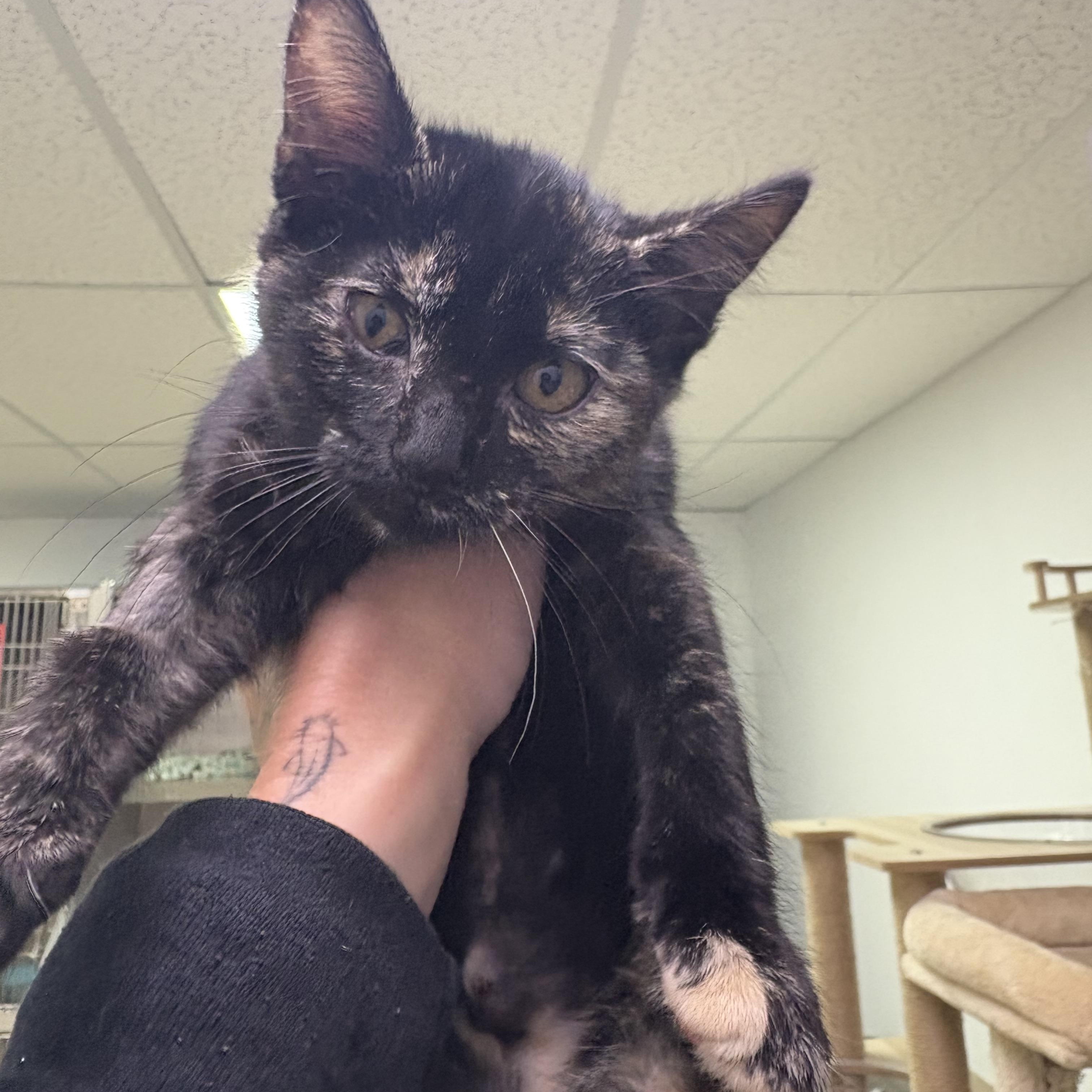 Peridot, adopted, Kitten Female Domestic Short Hair.