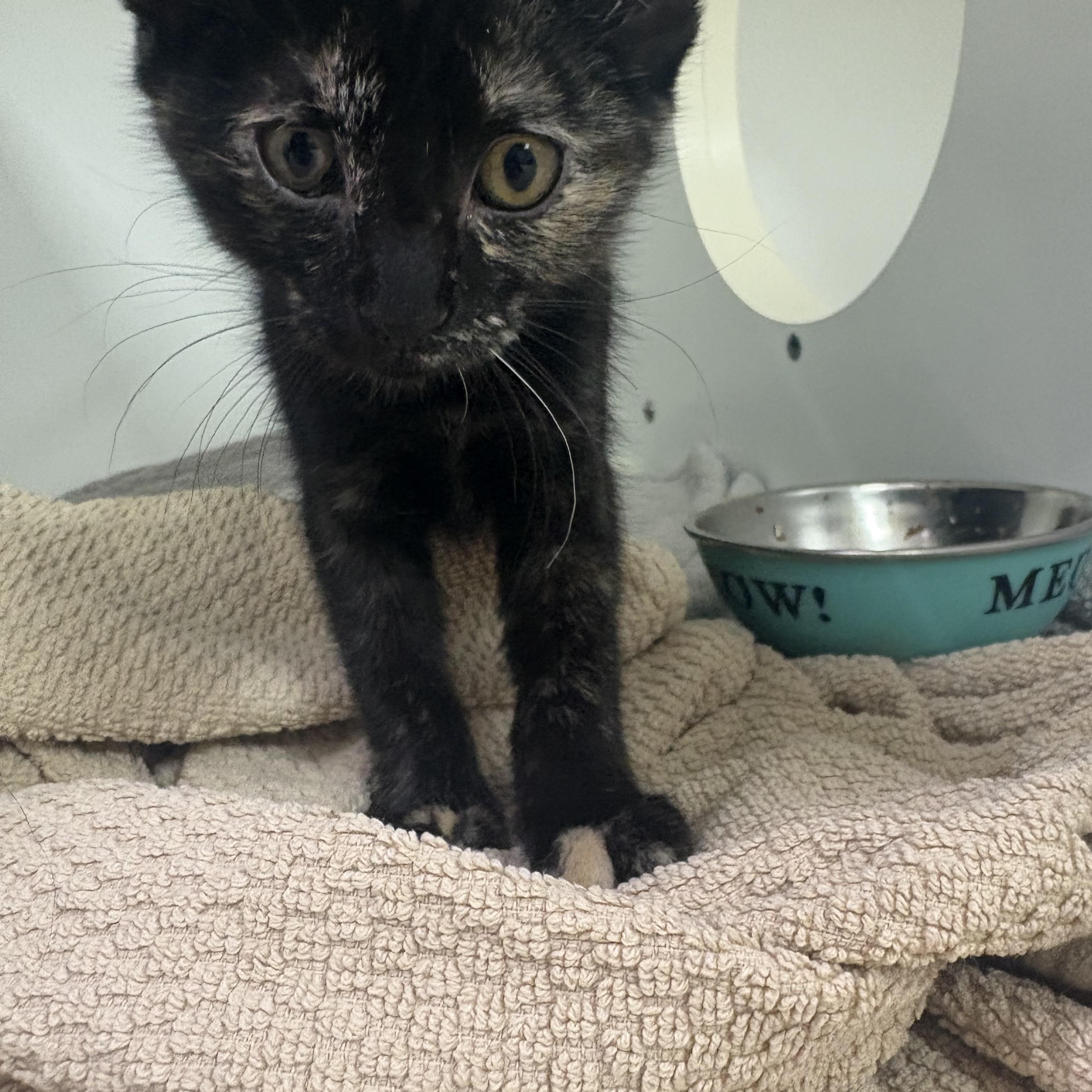 Peridot, an adopted Domestic Short Hair in Blue Springs, MO image 2/3